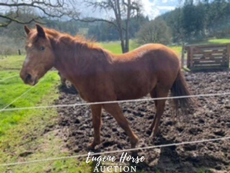 Ryder - 17yr - 13.3HH - Gelding