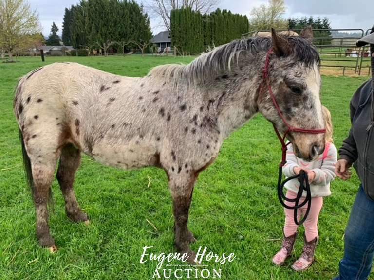Tommy - 11yr - 12.2 HH - Gelding