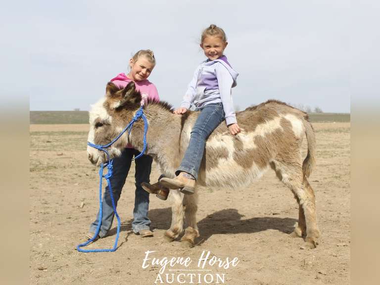 Dot - 4yr - 30" - Jenny Mini Donkey