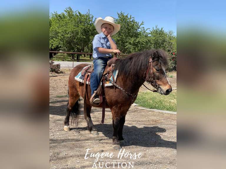 Porkchop - 9yr - 10.2hh - Gelding