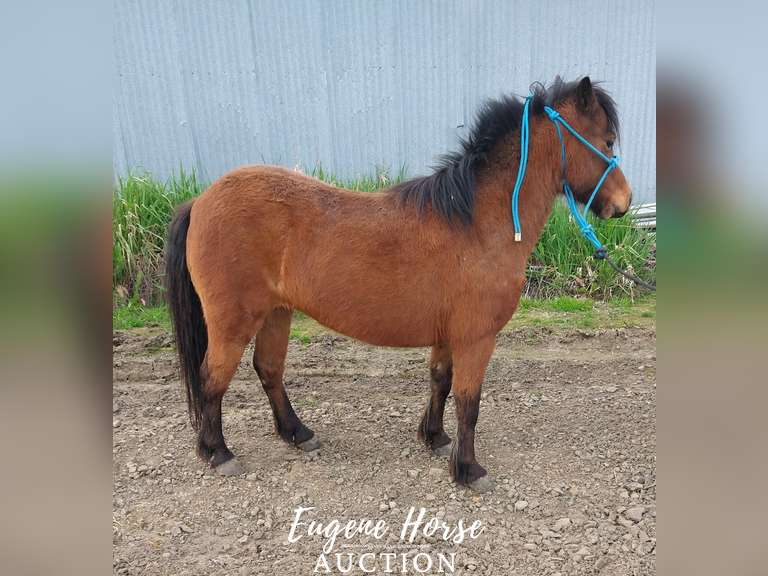 Boots - 4yr - 42inches - Mare