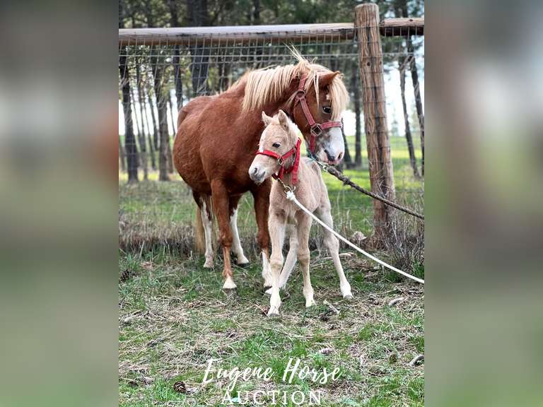 Peanut Butter  Jelly - 10yr - 44Inch - Mare and Colt