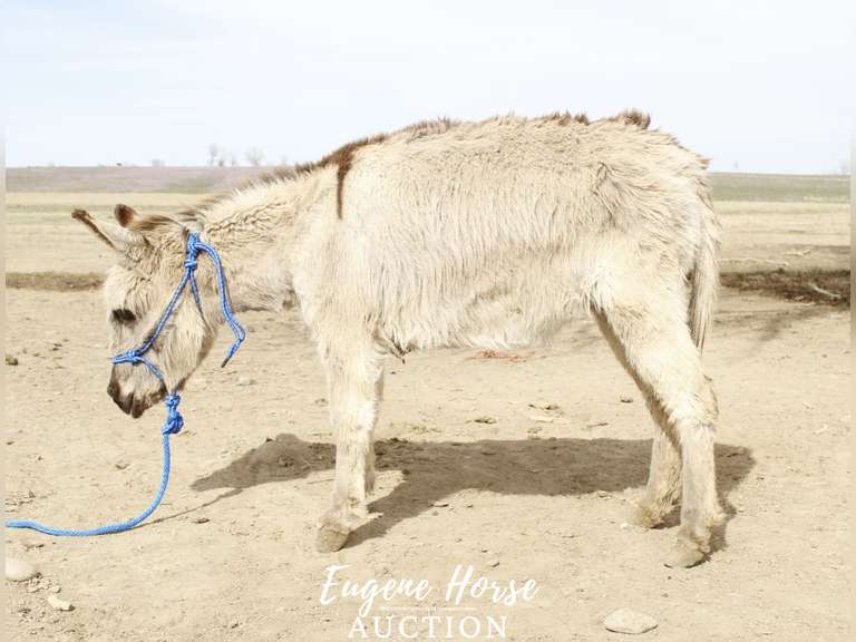 Donut - 4yr - 30inches - Mini Jenny Donkey