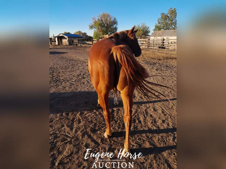 Little Girl - 18yr - 14.2HH - Mare