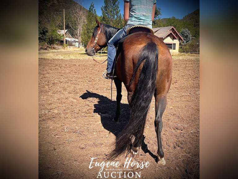 Gucci - 10yr - 15HH - Mare