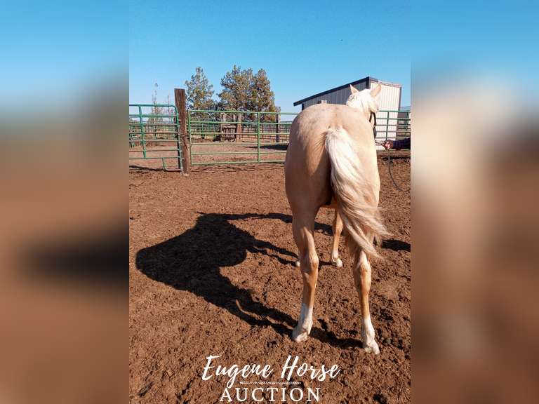 Marty Quixote Chex - Yearling - 13.1HH - Gelding AQHA