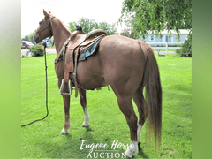 Goodbar Littleman - 10yr - 14.3HH - Gelding AQHA