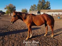 Little Girl - 18yr - 14.2HH - Mare