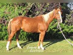 Goodbar Littleman - 10yr - 14.3HH - Gelding AQHA