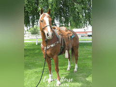 Goodbar Littleman - 10yr - 14.3HH - Gelding AQHA