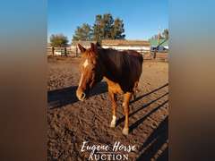 Little Girl - 18yr - 14.2HH - Mare