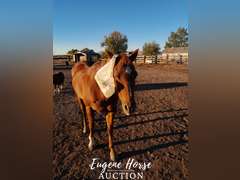 Little Girl - 18yr - 14.2HH - Mare