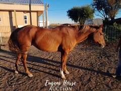 Little Girl - 18yr - 14.2HH - Mare