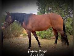 Gucci - 10yr - 15HH - Mare