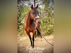 Gucci - 10yr - 15HH - Mare