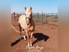 Marty Quixote Chex - Yearling - 13.1HH - Gelding AQHA