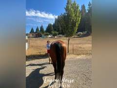 Artistry In Motion - 19yr - 17.1HH - Mare AQHA