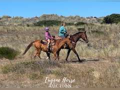 Artistry In Motion - 19yr - 17.1HH - Mare AQHA