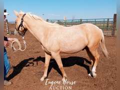 Marty Quixote Chex - Yearling - 13.1HH - Gelding AQHA