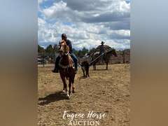 Little Girl - 18yr - 14.2HH - Mare