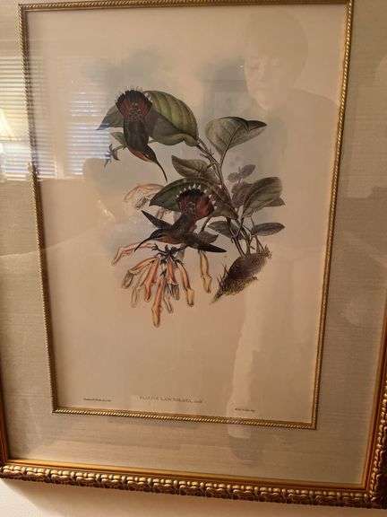 Framed Bird print