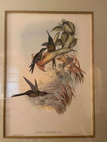 Framed bird print