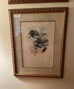 Framed Bird print