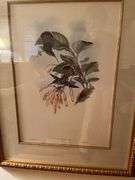 Framed Bird print