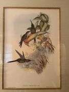 Framed bird print