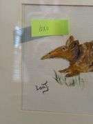 Armadillo Framed Art