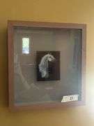 Horse picture