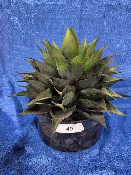 Artificial cactus