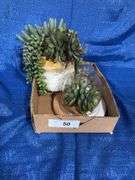 Planters