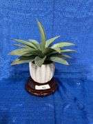 Artificial arrangement