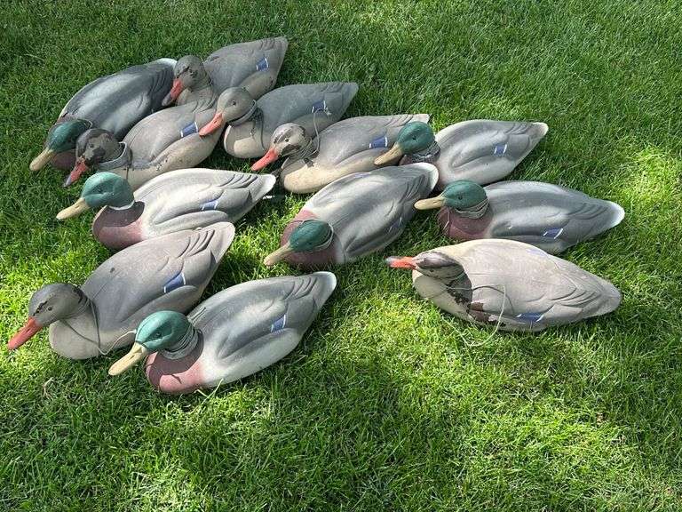 (12) Mallard Duck Decoys, Buying All for One Money