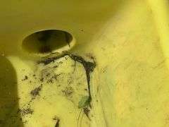 Ritchie Waterer, Has Crack that Cab be Repaired in Bowl Per Seller