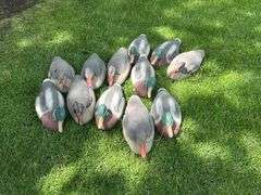 (12) Mallard Duck Decoys, Buying All for One Money