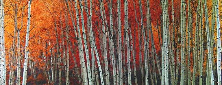 PETER LIK