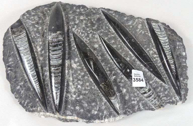 ORTHOCERAS FOSSIL
