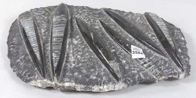 ORTHOCERAS FOSSIL