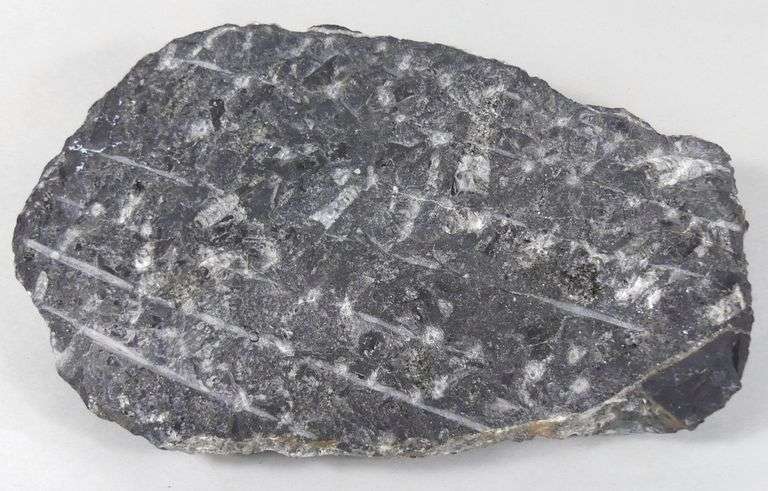 ORTHOCERAS FOSSIL