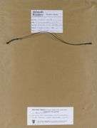 WILLIAM BINGHAM MCGUINESS