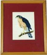 PAIR BIRDS OF PREY WATERCOLOURS