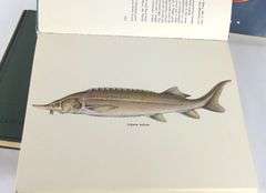 FOUR FISHING VOLUMES