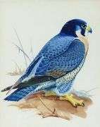 PAIR BIRDS OF PREY WATERCOLOURS