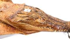 LATE VICTORIAN CROCODILE SKIN