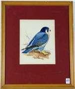 PAIR BIRDS OF PREY WATERCOLOURS