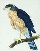 PAIR BIRDS OF PREY WATERCOLOURS