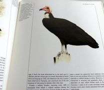 THE BIRDS OF NORTH AMERICA