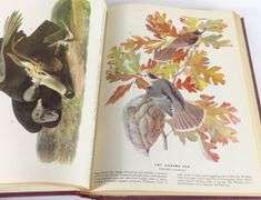 THE BIRDS OF AMERICA BY JOHN JAMES AUDUBON